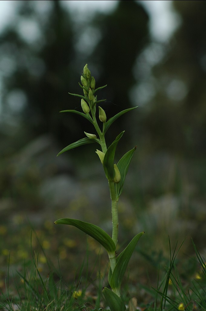 Cephalanthera damasonium